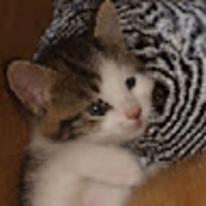 Meet your Posher, Henry